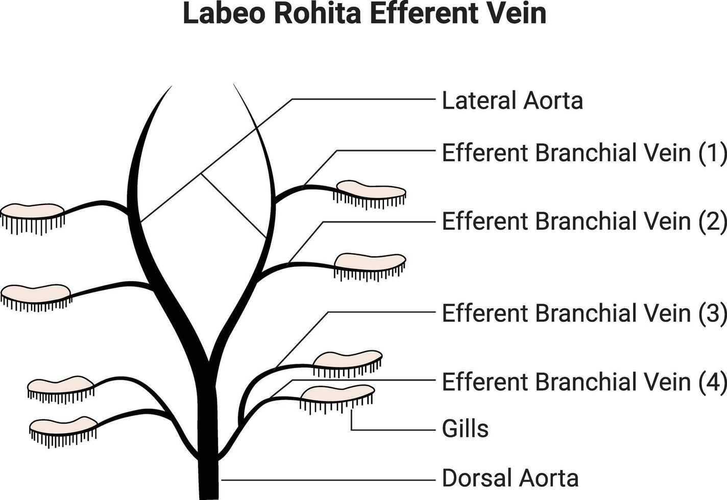 Labeo Rohita Efferent Vein Science Design Illustration Diagram vector