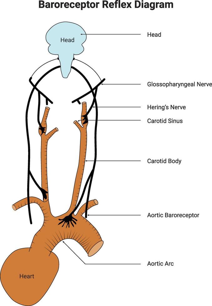 Baroreceptor Reflex Diagram Science Design Illustration vector