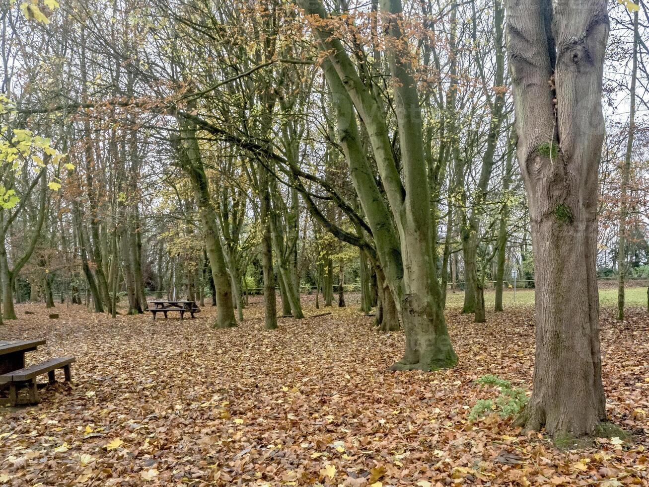 Fallen leaves and picnic tables in a wood in winter photo