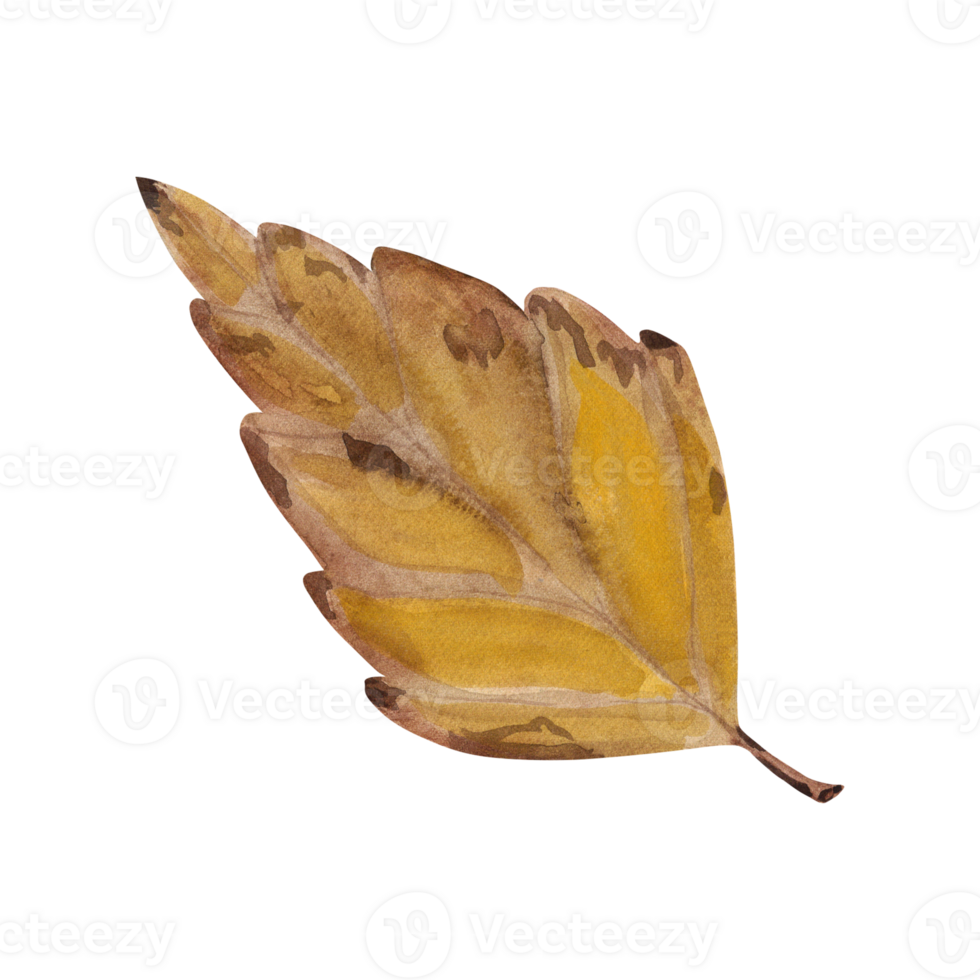 Birch leaf. Watercolor illustration of autumn fallen birch leaf. Hand drawn in botanical style. Suitable for your design png
