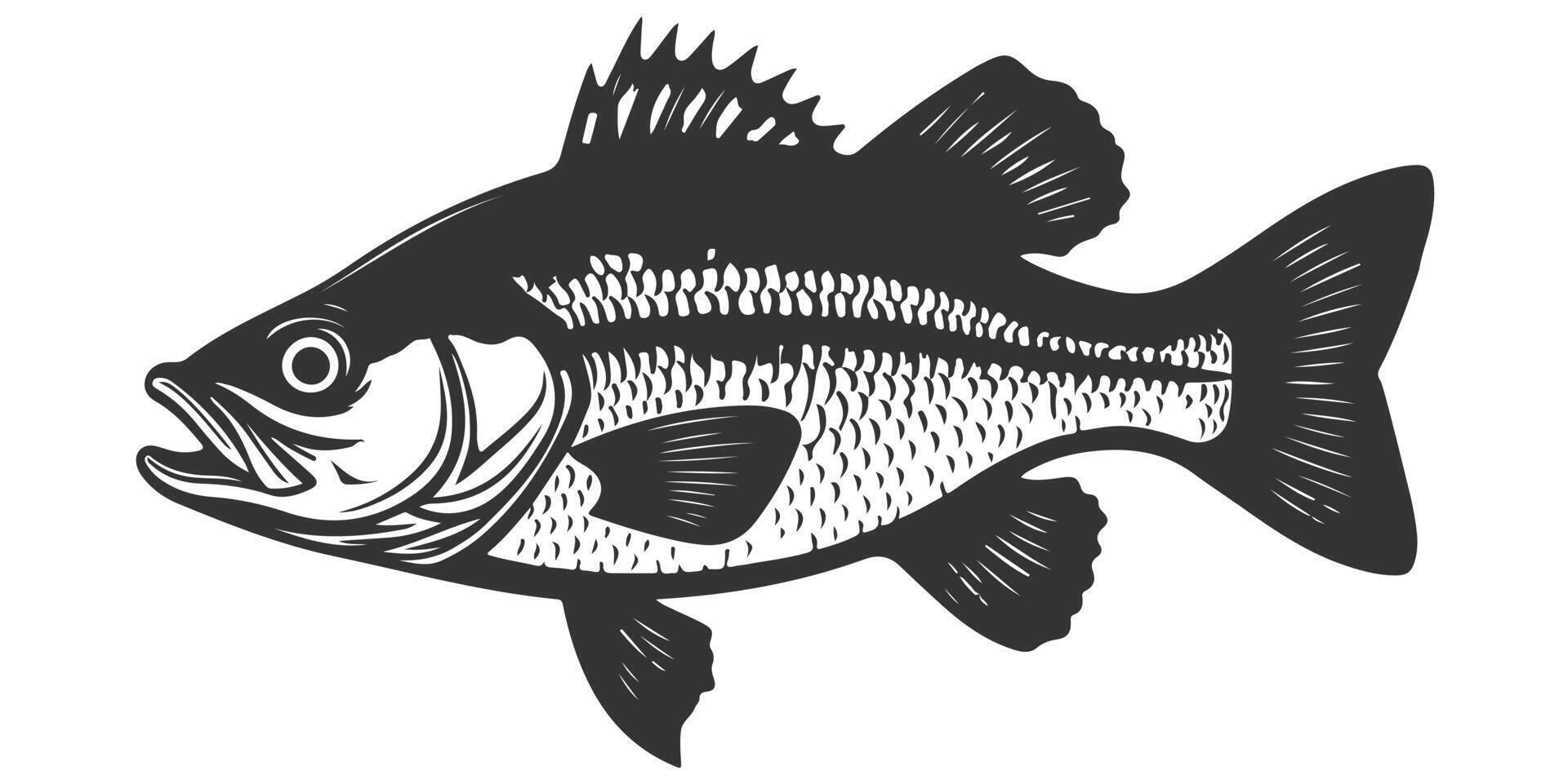 a black and white illustration of a bass fish vector