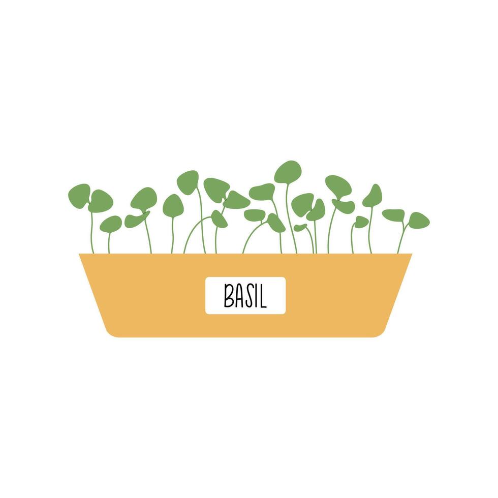 Hand drawn basil microgreens in a pot in simple style. Minimalist plant, perfect for organic labels vector