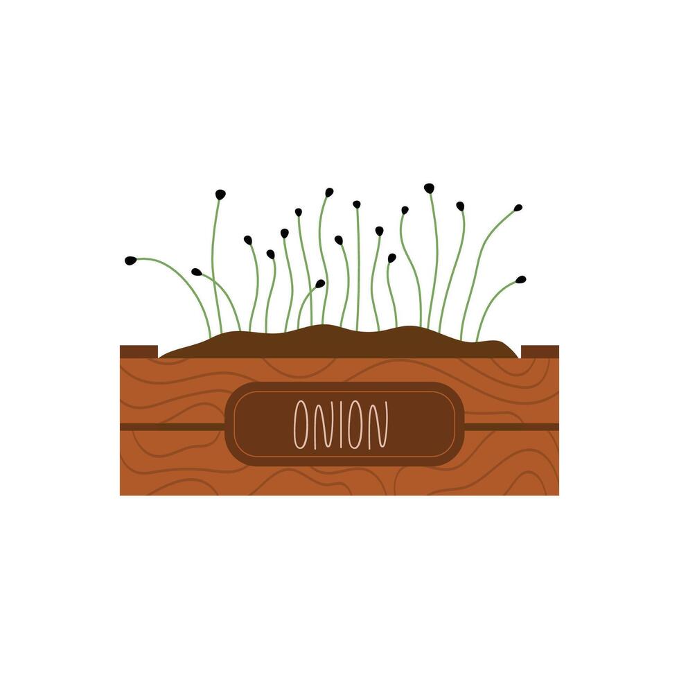 Microgreens onion sprouting in a wooden container, ideal for organic packaging design vector
