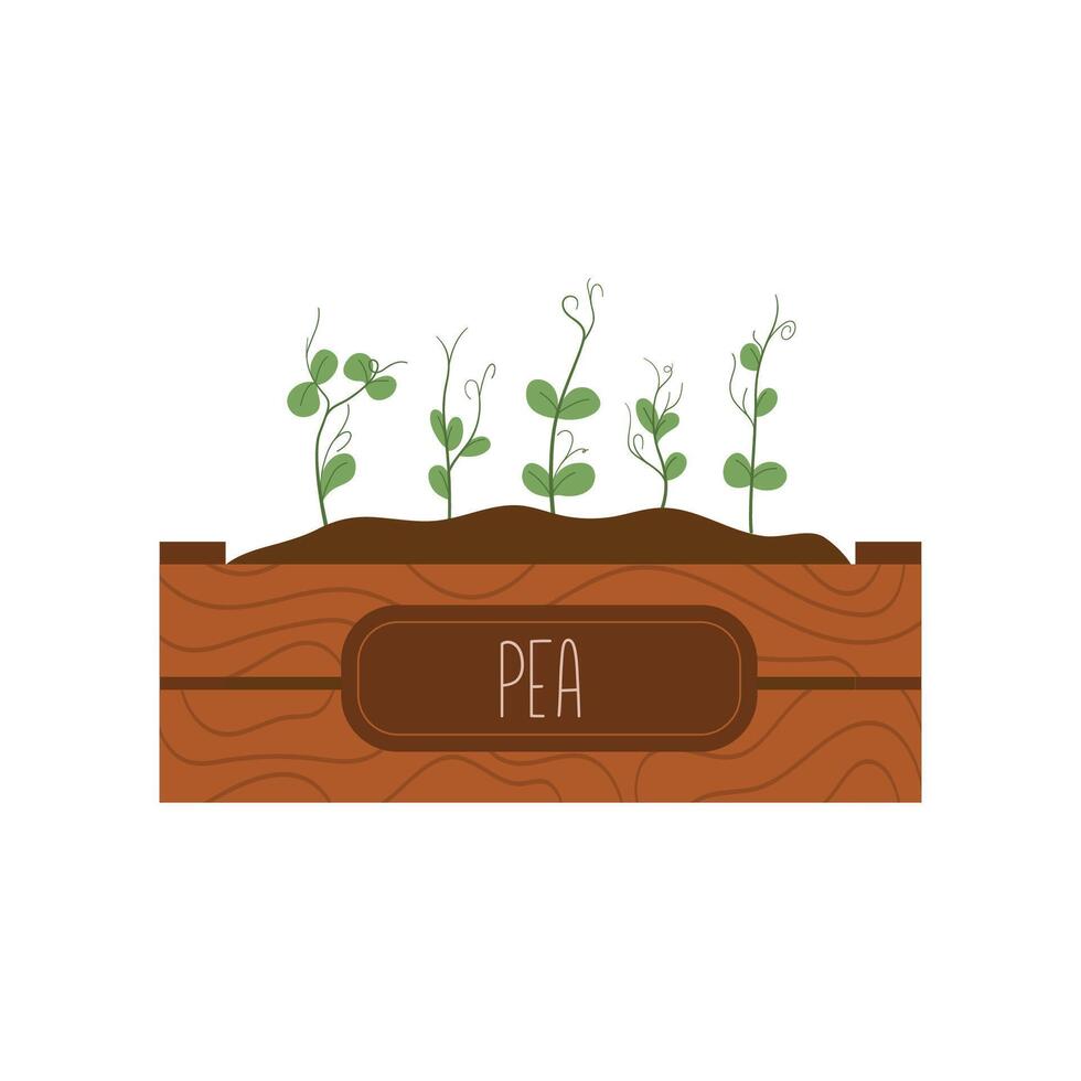Pea microgreens in a wooden container, suitable for organic and green product designs vector