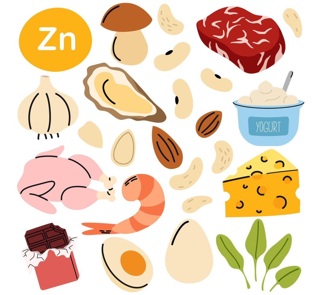 Collection of vitamin zinc food sources. Healthy diet products. Meat, shrimp, nuts, cheese, eggs. Organic nutrition vector
