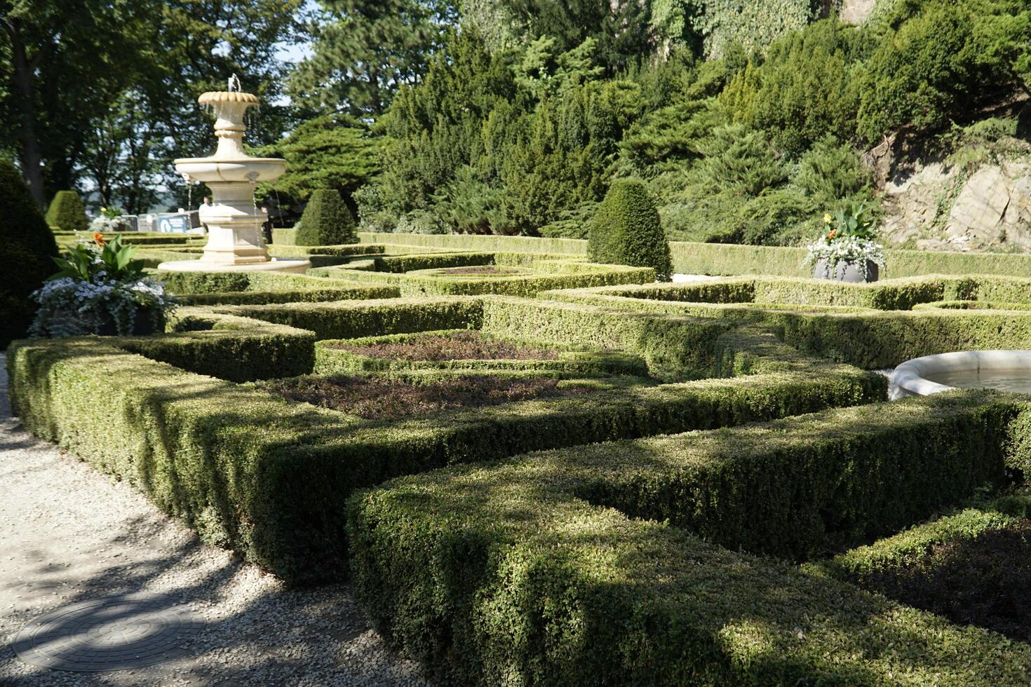 Walbrzych, Poland - August 12th, 2024 - Hedge trimmed in geometrical pattern in Ksiaz Castle garden photo