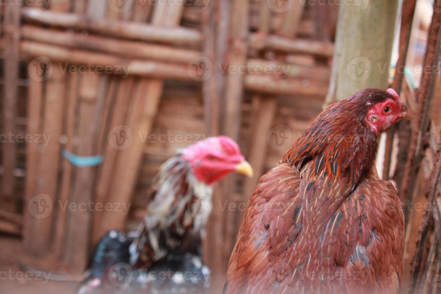 A vibrant rooster with detailed plumage and bright red comb, photographed against a bamboo background in natural light photo