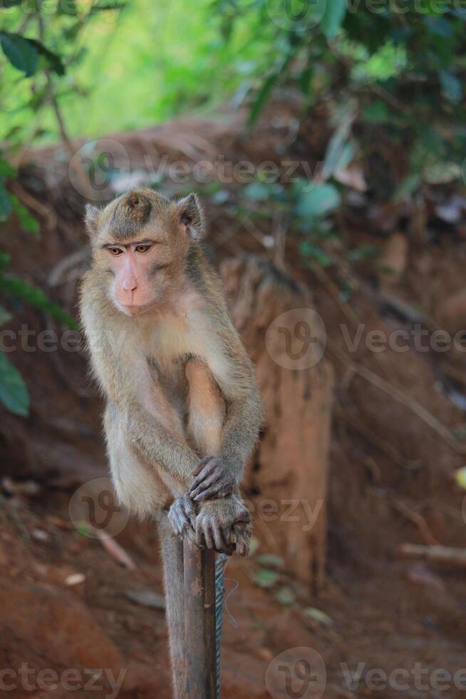 The rhesus monkey, also known as the Rhesus Macaque, is one of the most well-known Old World monkey species photo