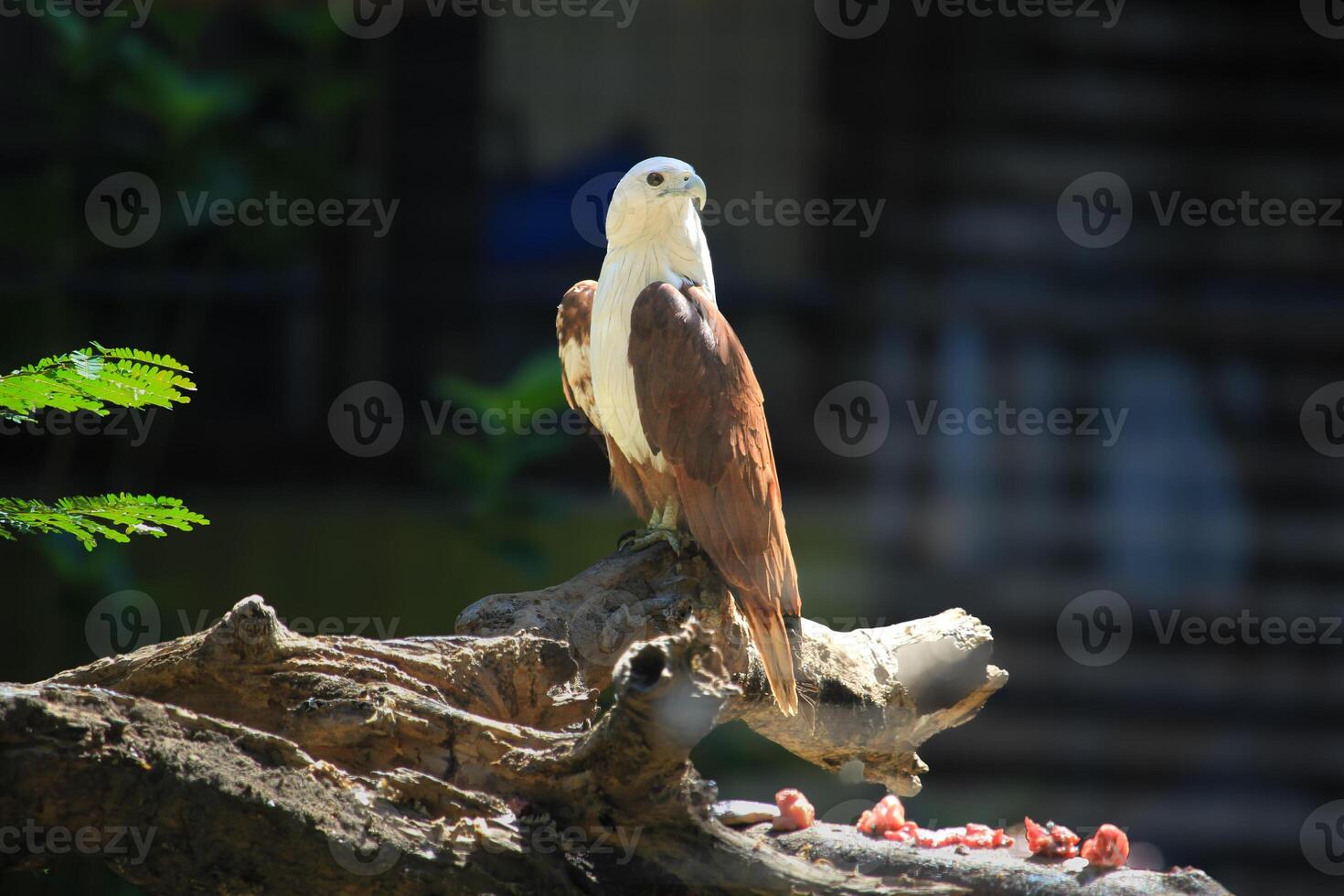 Elang Bondol or haliastur indus with majestic brown and white plumage photo