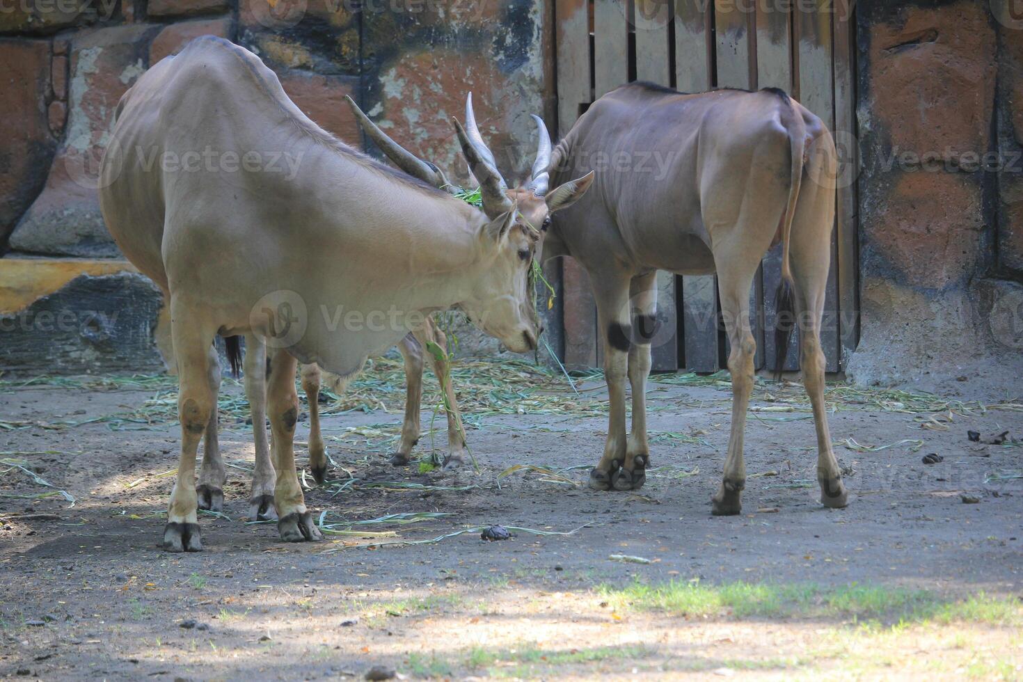 Elland or Taurotragus oryx is a species of antelope from the African continent with spiral horns photo