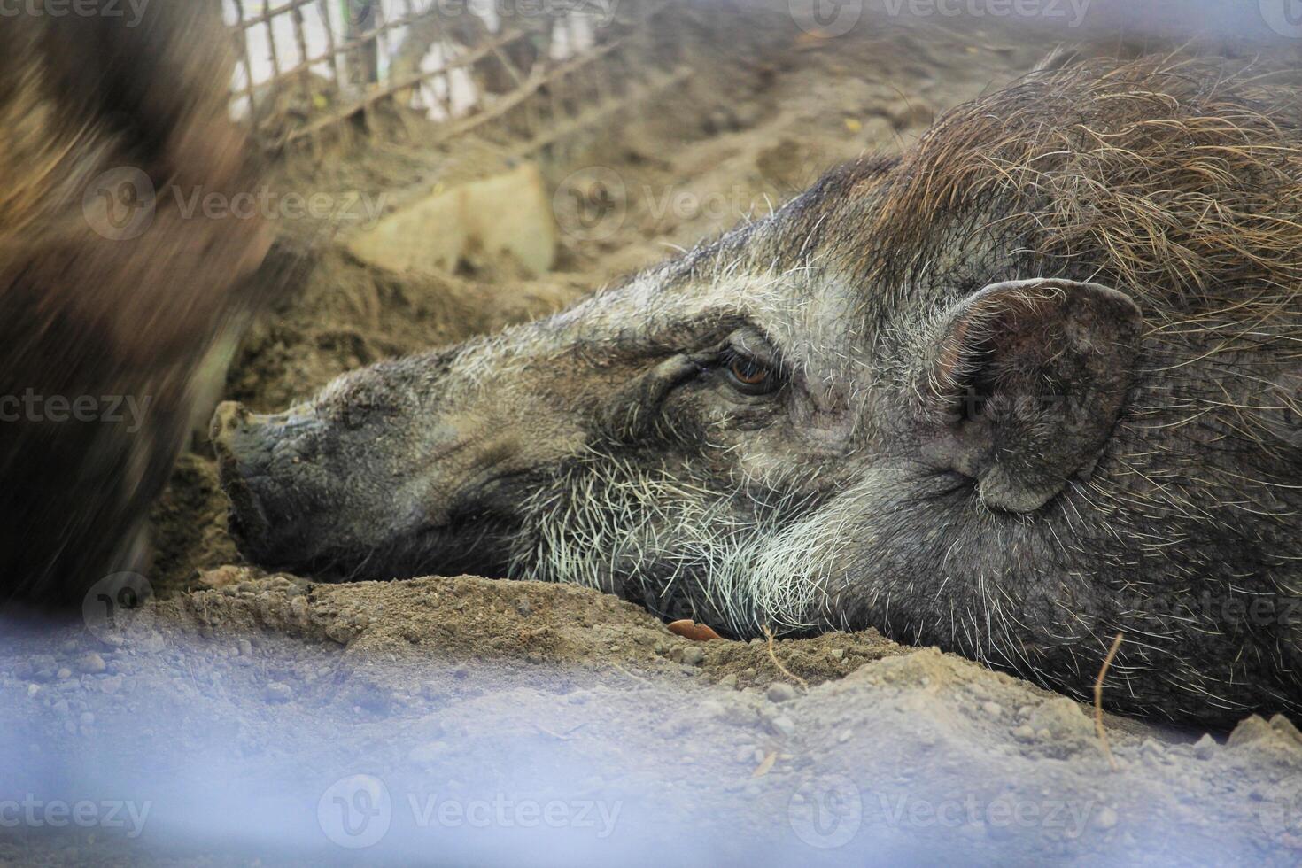 The warty pig or Sus verrucosus, also commonly known as the Javan pig photo