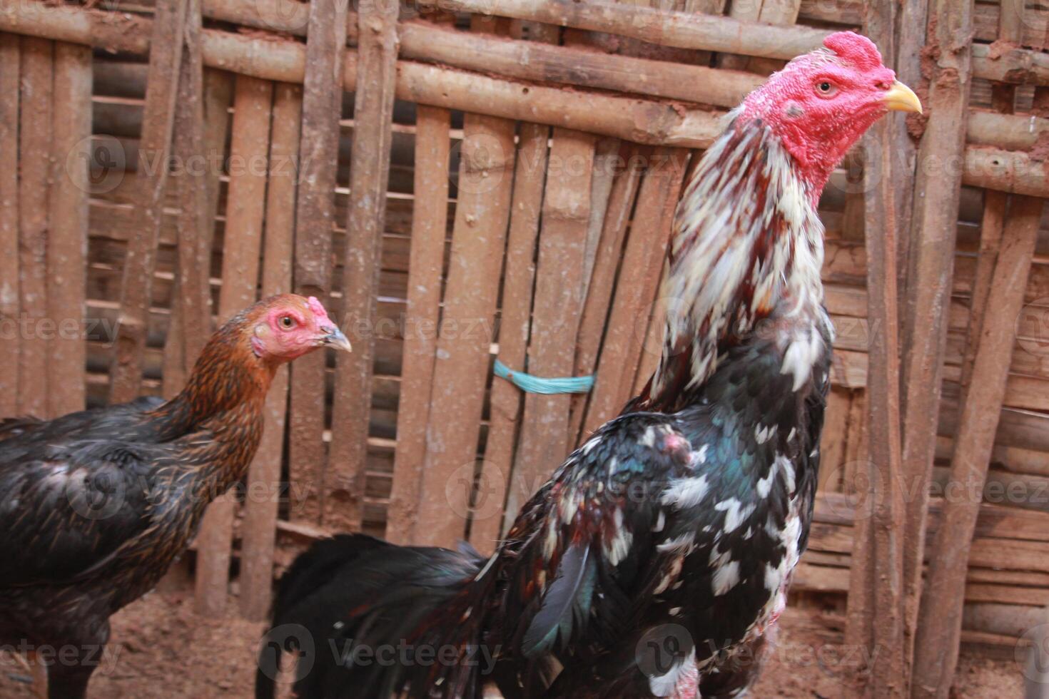 A vibrant rooster with detailed plumage and bright red comb, photographed against a bamboo background in natural light photo
