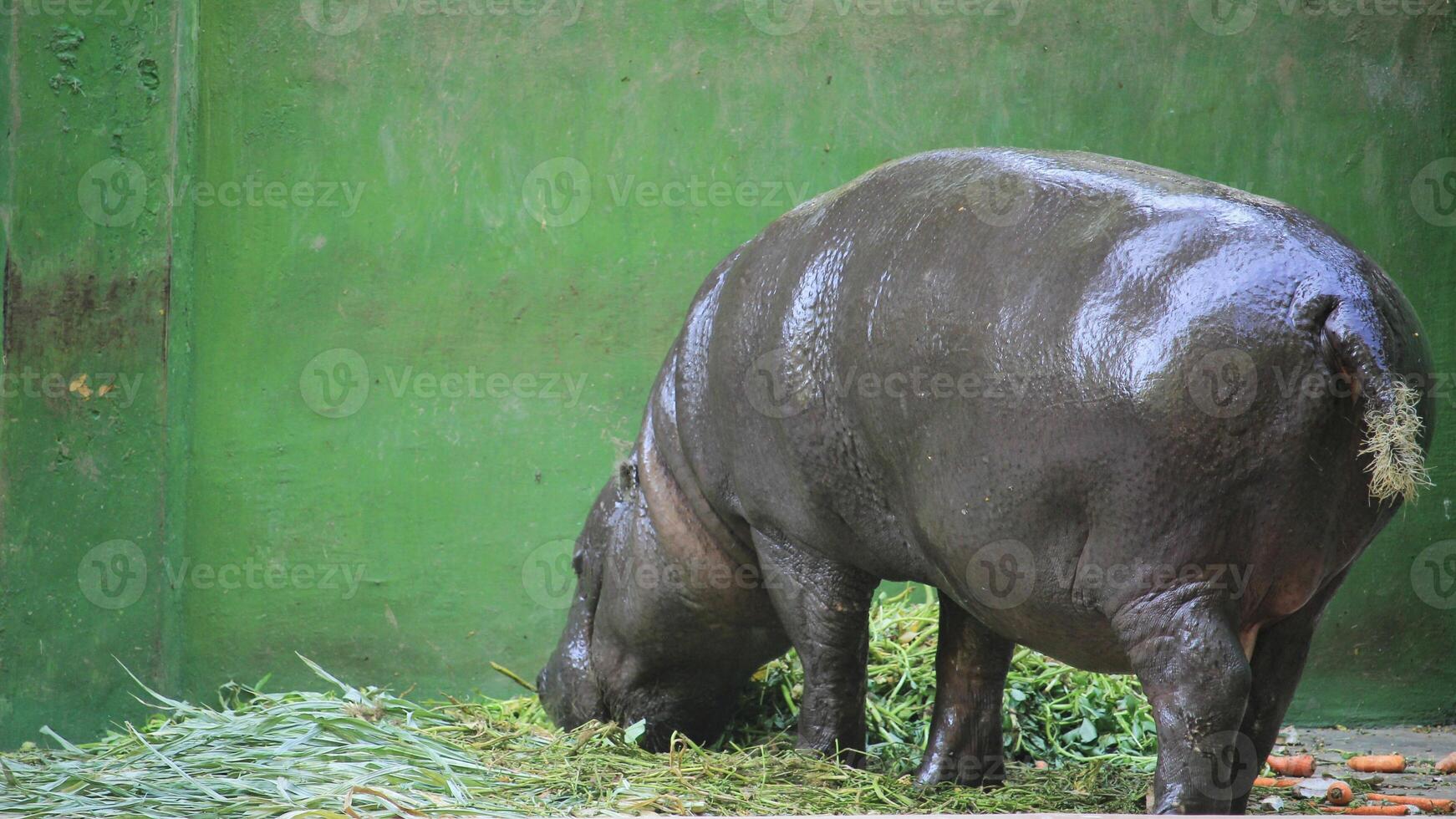 The hippopotamus or Hippopotamus amphibius is a large mammal native to Africa photo