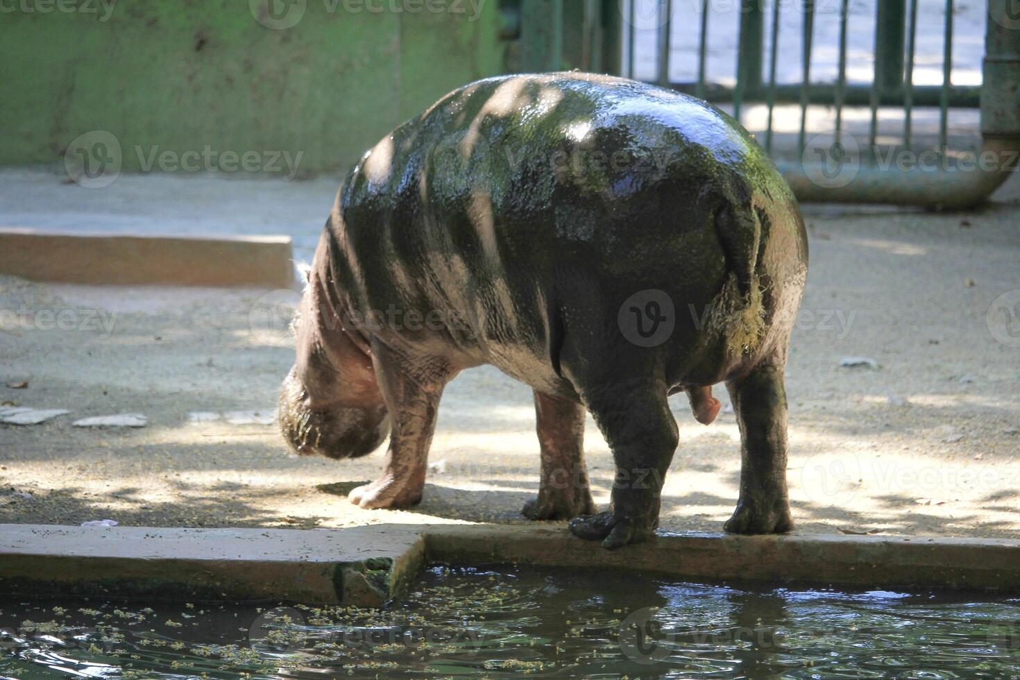 The hippopotamus or Hippopotamus amphibius is a large mammal native to Africa photo
