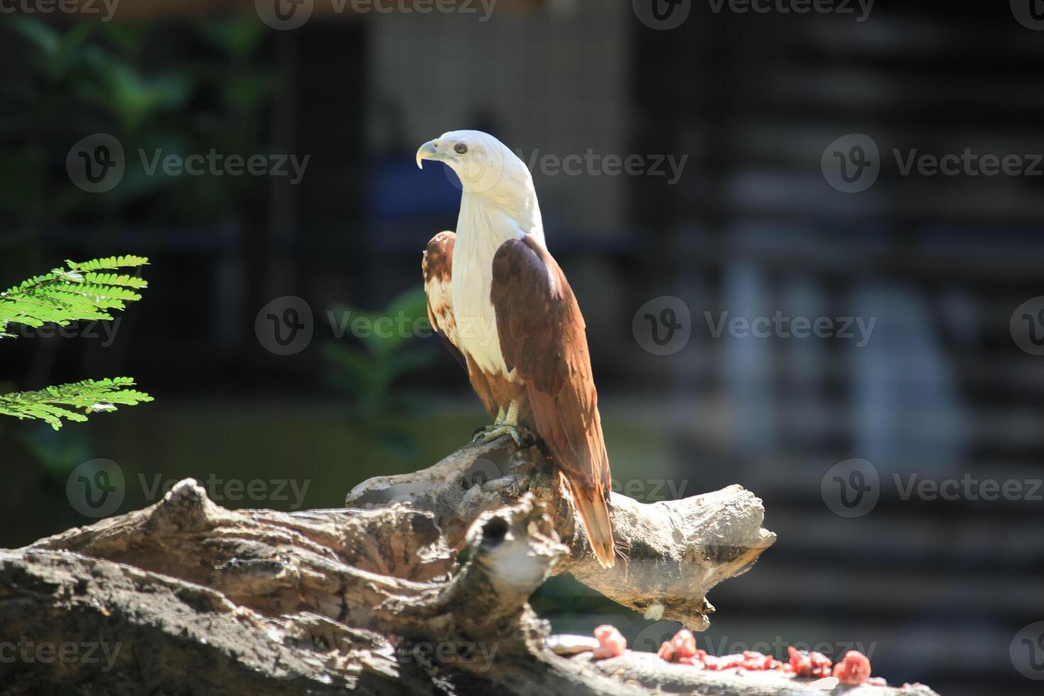 Elang Bondol or haliastur indus with majestic brown and white plumage photo