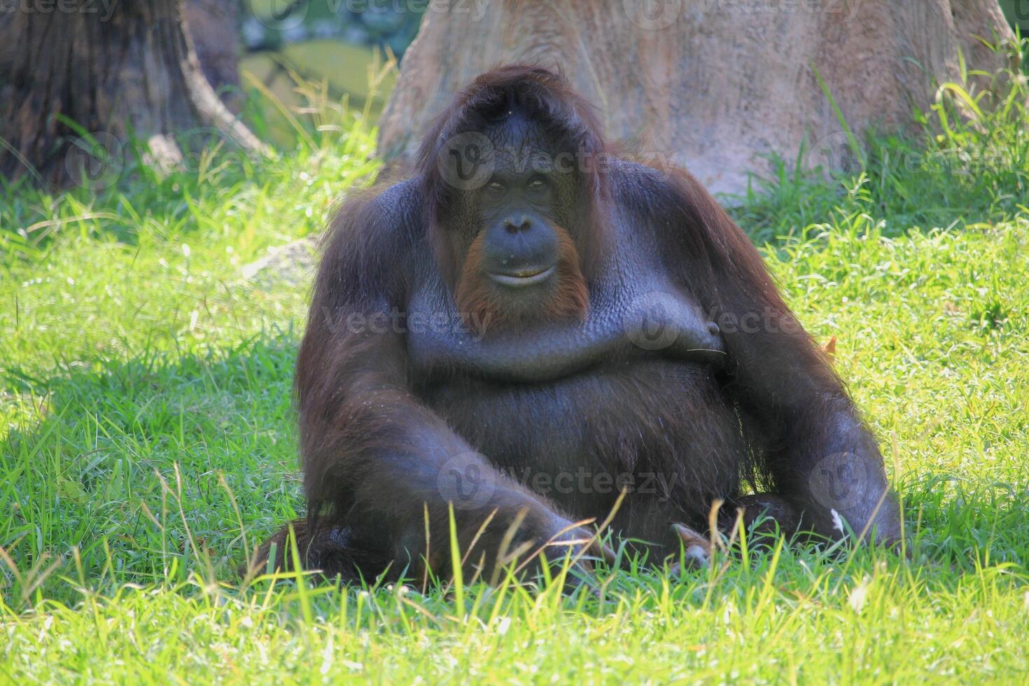 The Bornean orang utan or Pongo pygmaeus is a species of orangutan native to the Indonesian island of Borneo photo