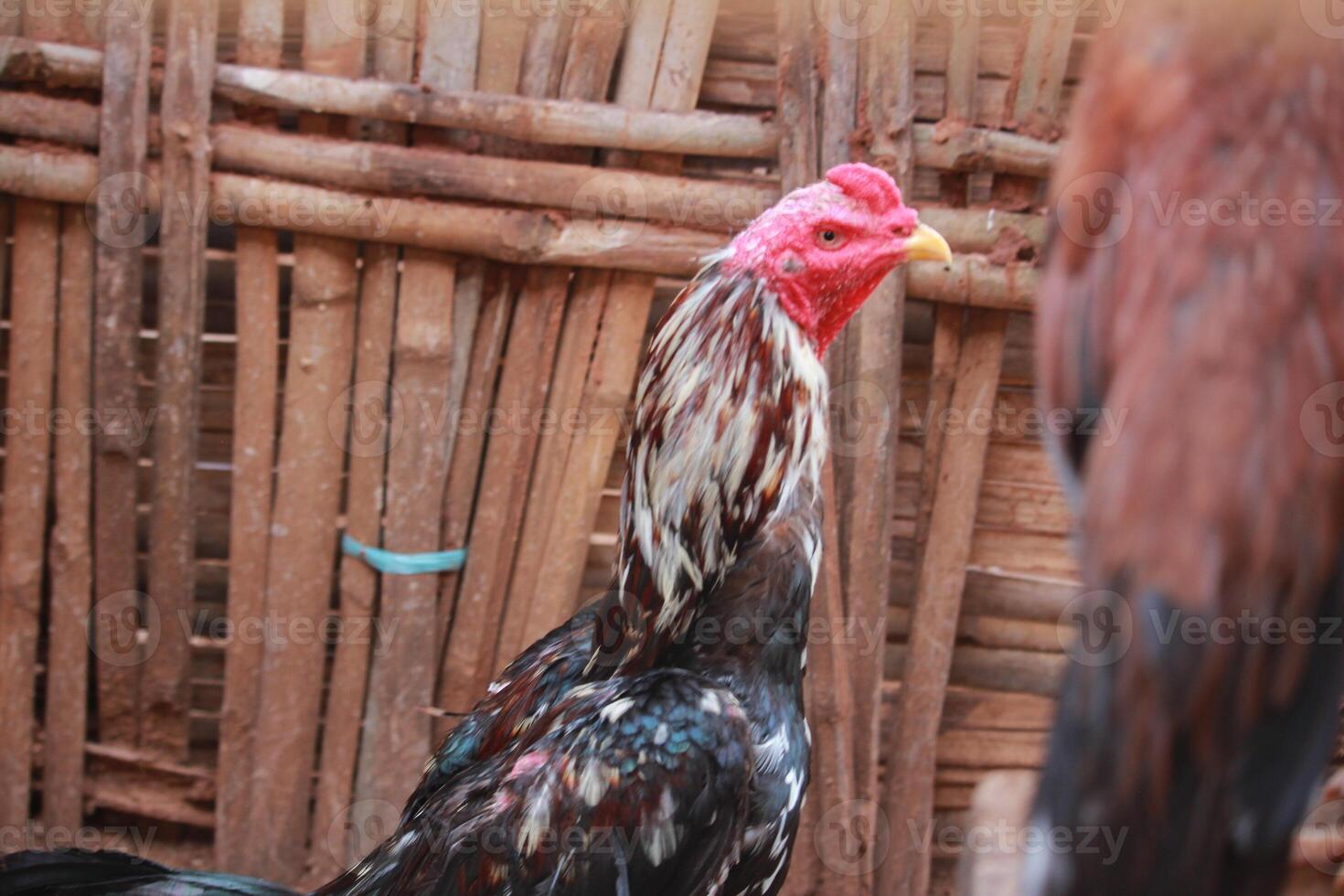 A vibrant rooster with detailed plumage and bright red comb, photographed against a bamboo background in natural light photo