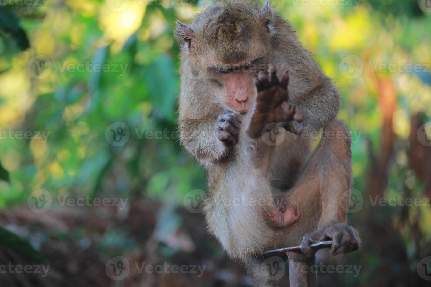 The rhesus monkey, also known as the Rhesus Macaque, is one of the most well-known Old World monkey species photo