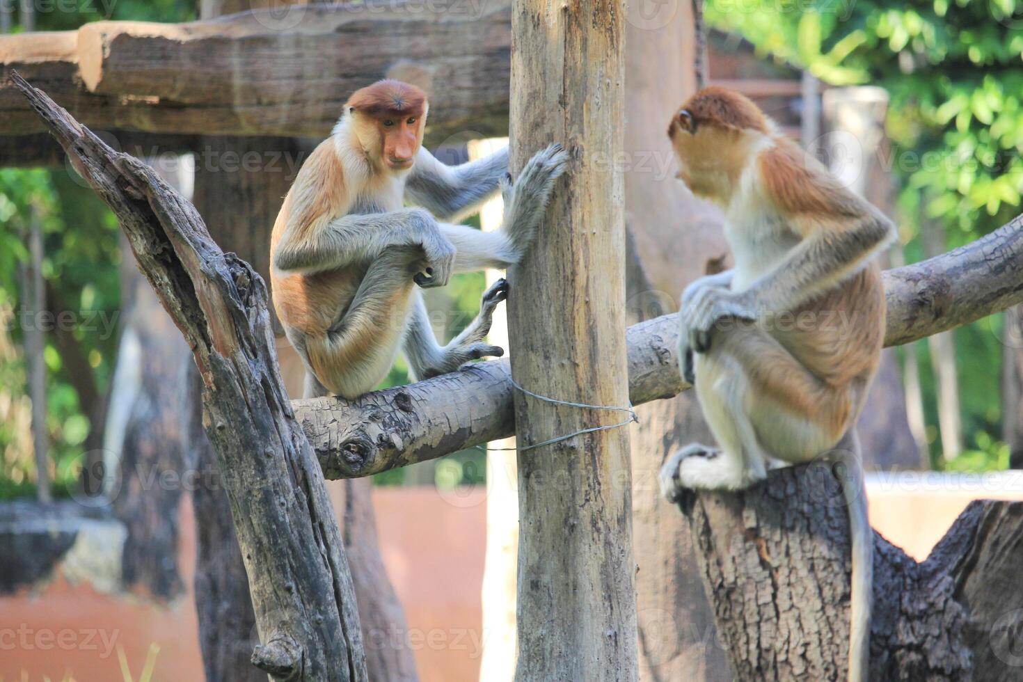 Proboscis Monkey Relaxing on a Wooden Log in Tropical Forest Habitat photo