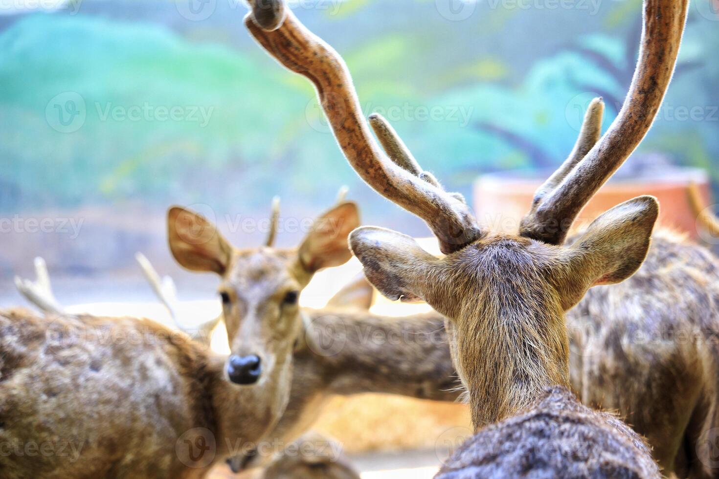 a deer with antlers in a zoo enclosure, radiating tranquility photo