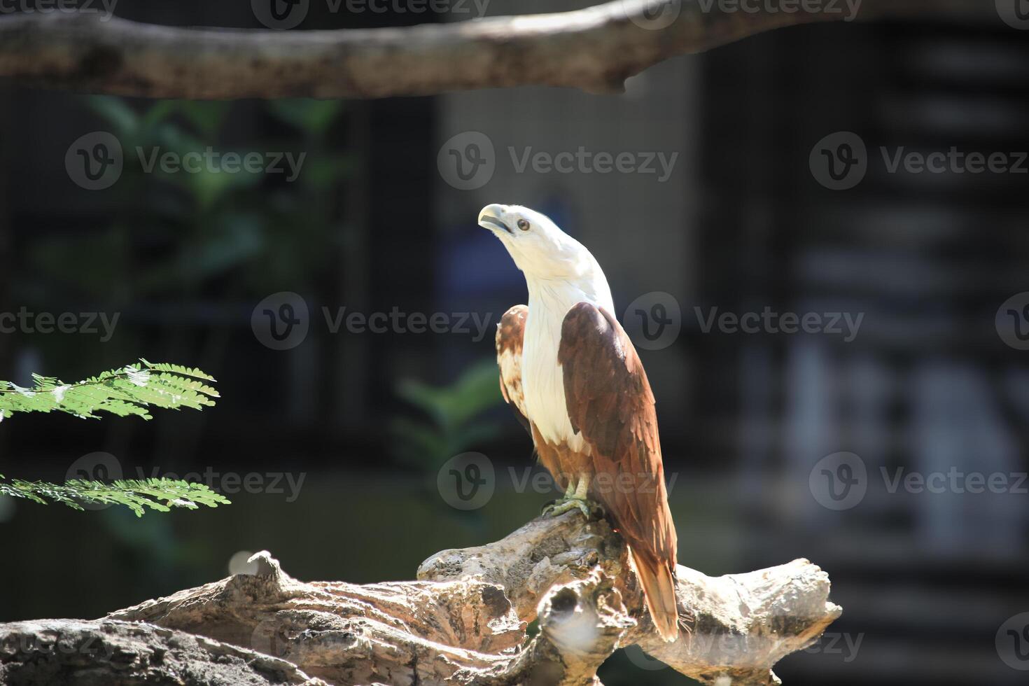 Elang Bondol or haliastur indus with majestic brown and white plumage photo