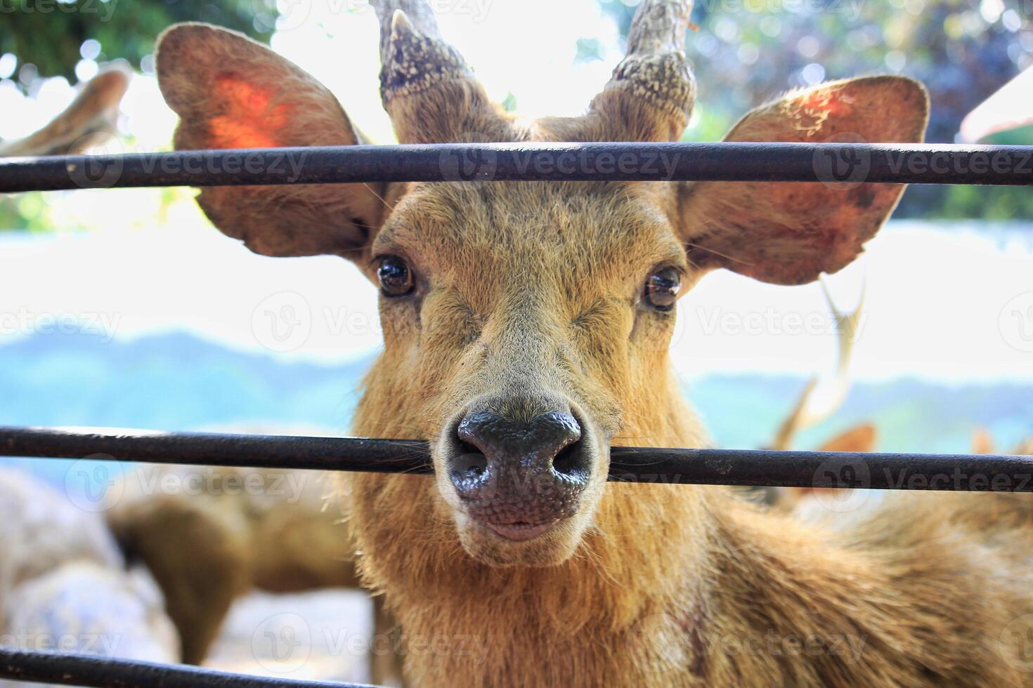 a deer with antlers in a zoo enclosure, radiating tranquility photo