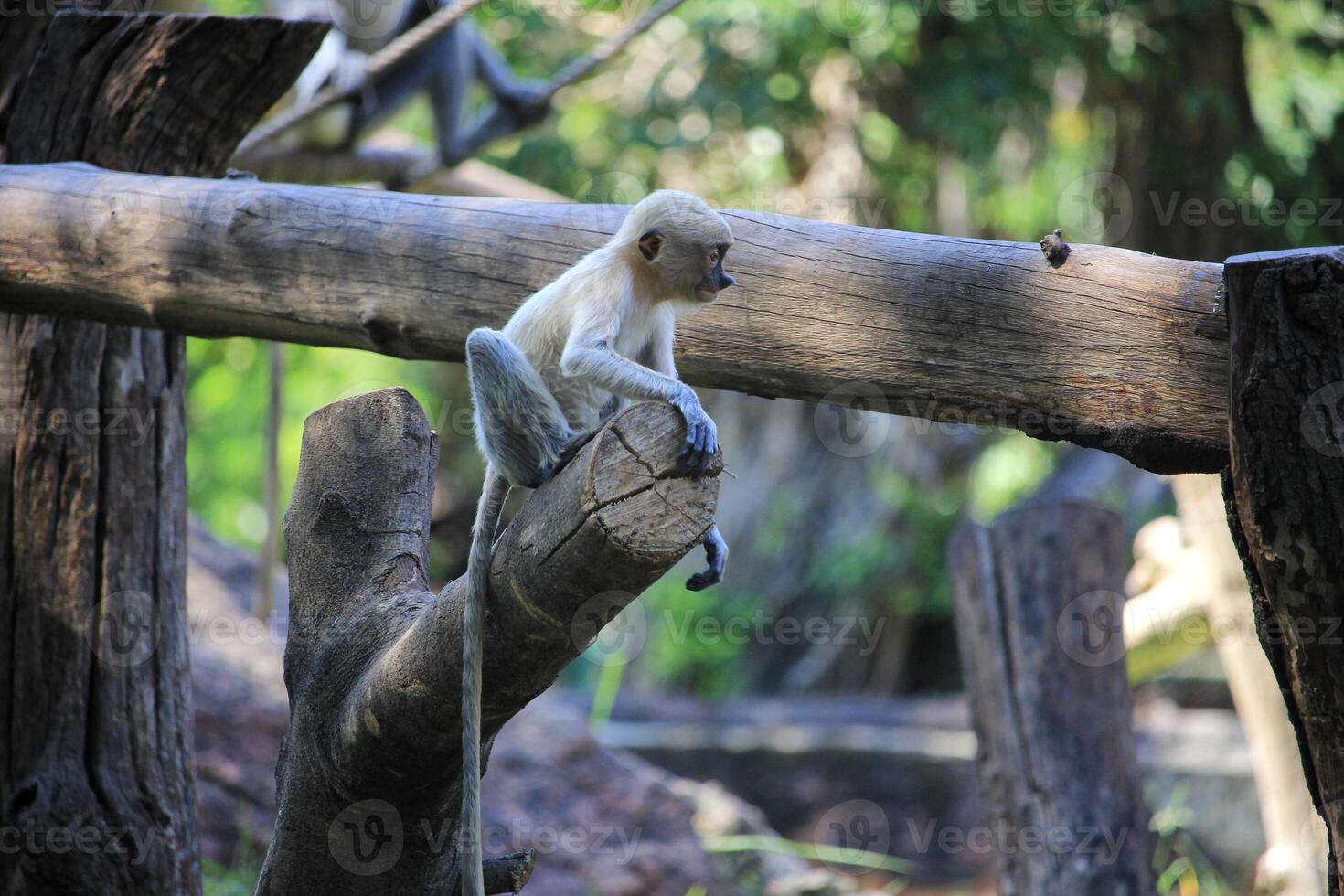 A baby Proboscis Monkey Relaxing on a Log in Its Habitat photo