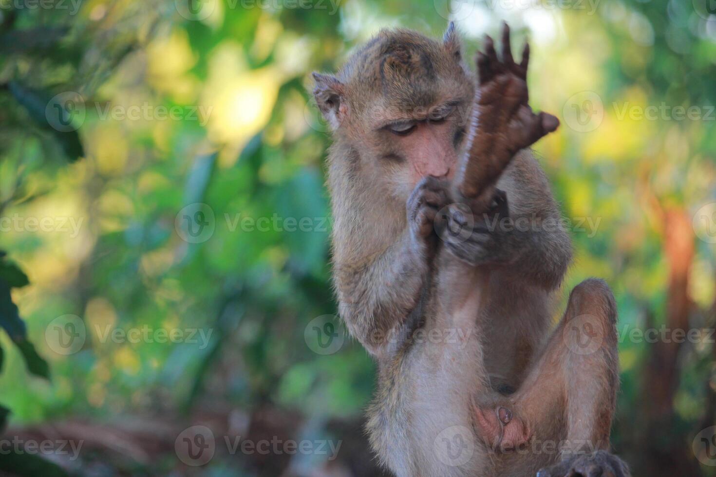 The rhesus monkey, also known as the Rhesus Macaque, is one of the most well-known Old World monkey species photo