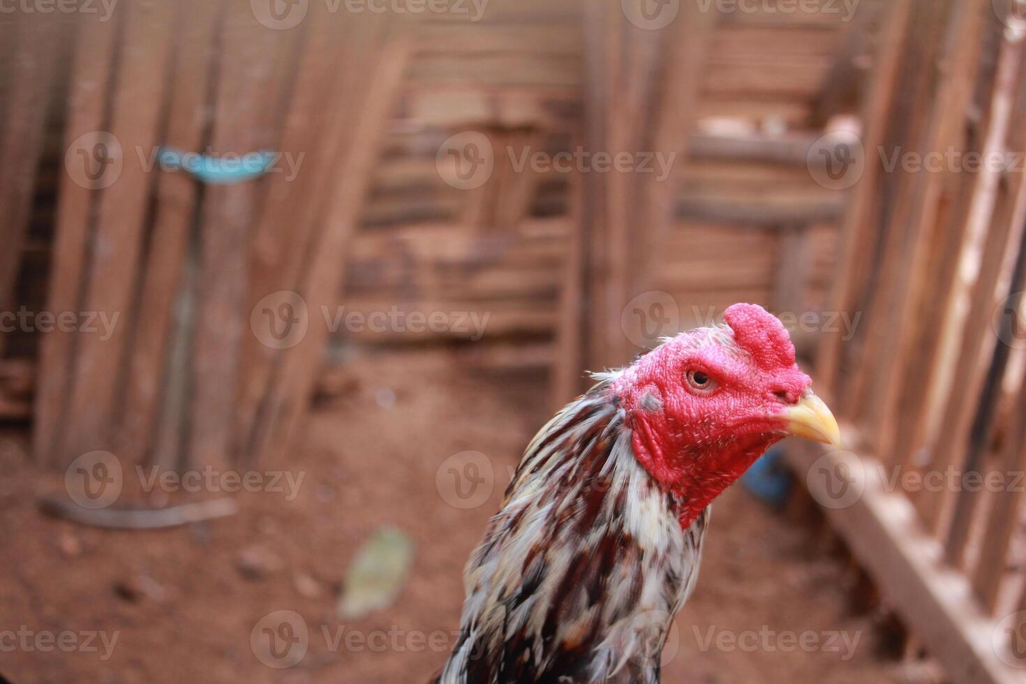 A vibrant rooster with detailed plumage and bright red comb, photographed against a bamboo background in natural light photo