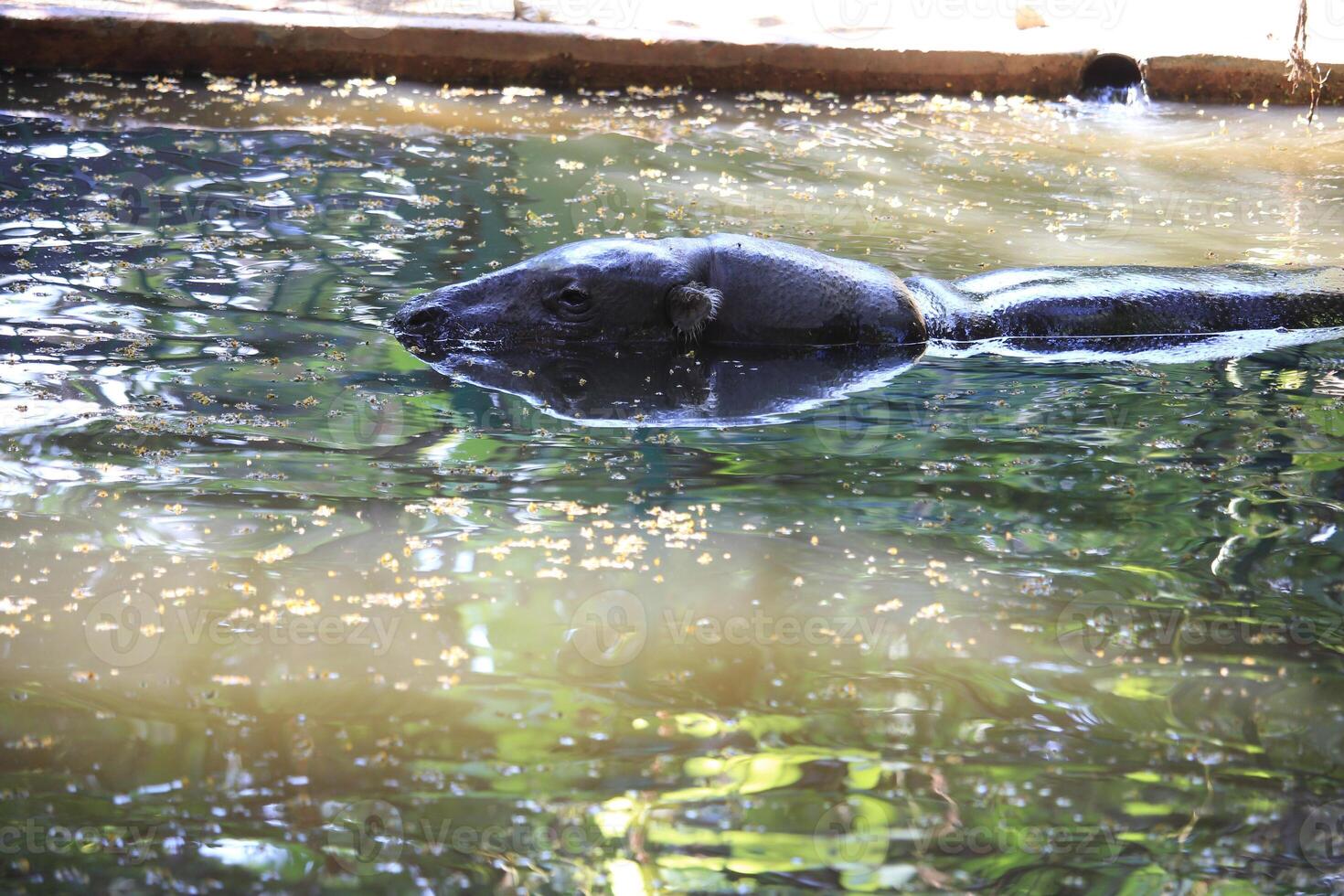 Hippopotamus Submerged in Water with Peaceful Natural Surroundings and Sunlight Reflection photo