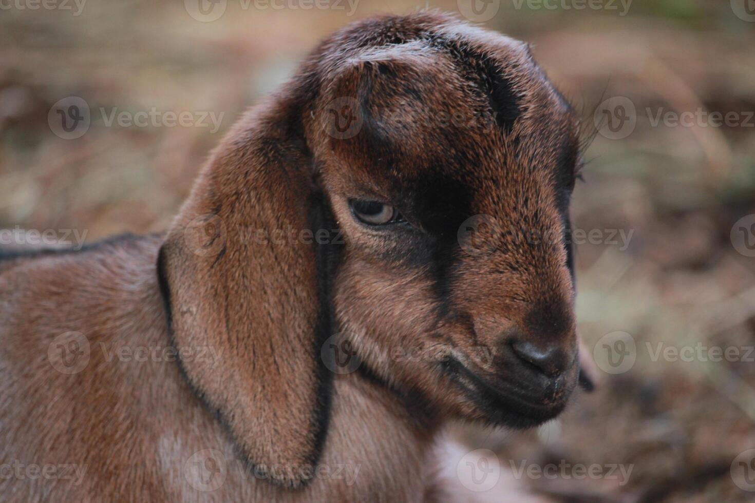 Resting Brown Goats on Ground with Calm Expressions in a Natural Setting photo