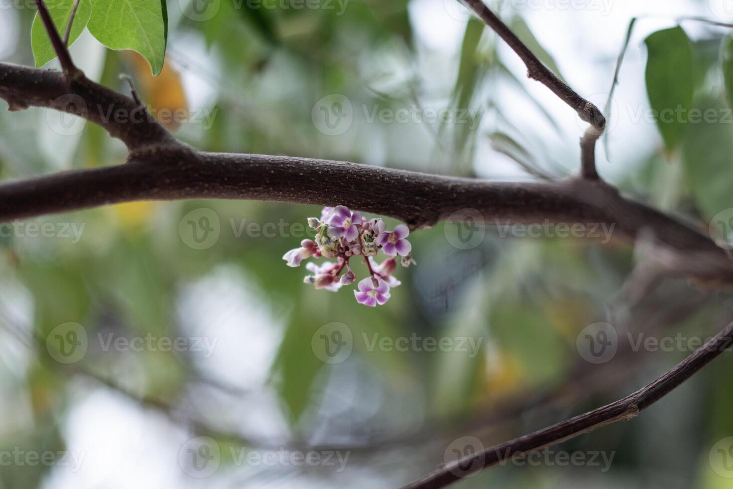 beautiful flower of Star fruit photo