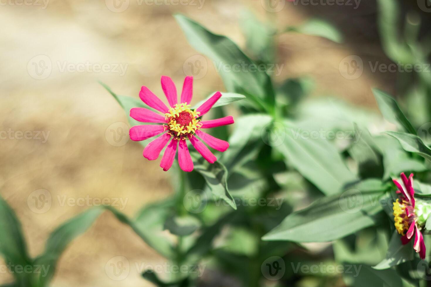 Zenia Paper Flower or Zinnia Flower is a genus of sunflower plants in the daisy family Close up photo
