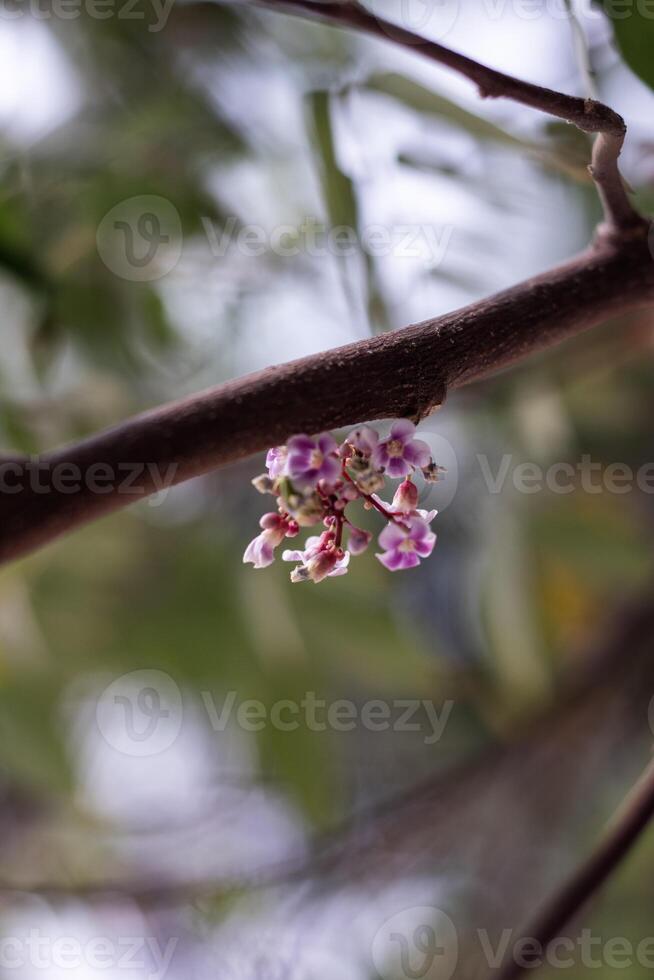 beautiful flower of Star fruit photo