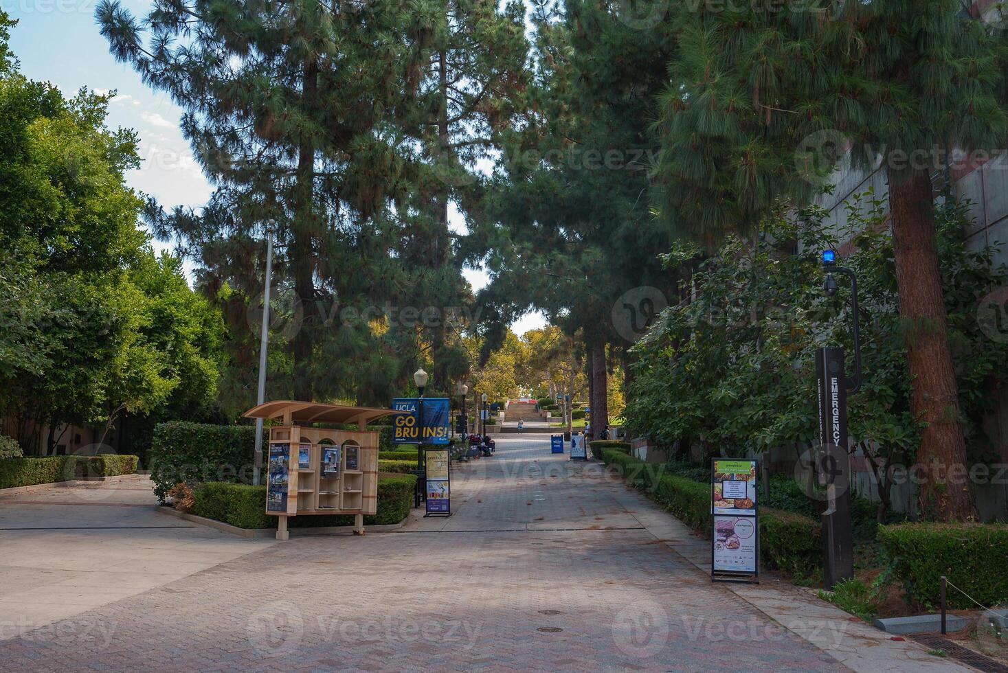 Brick Walkway with Tall Trees and Kiosk on UCLA Campus photo