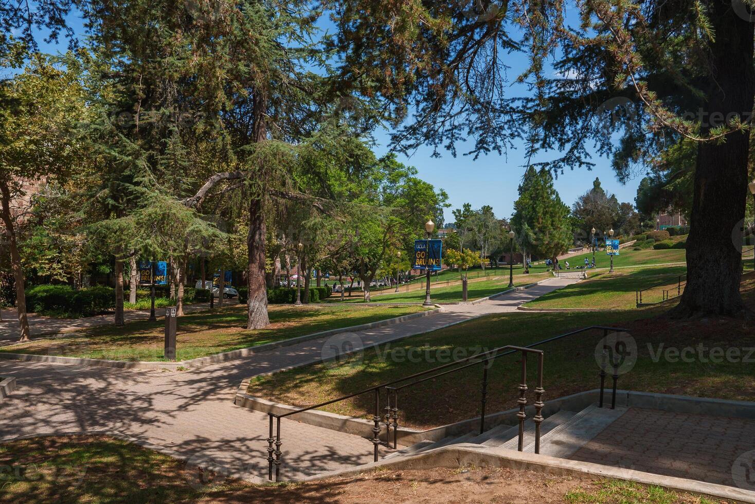 UCLA Campus Scene with Pathways, Trees, and School Banners photo