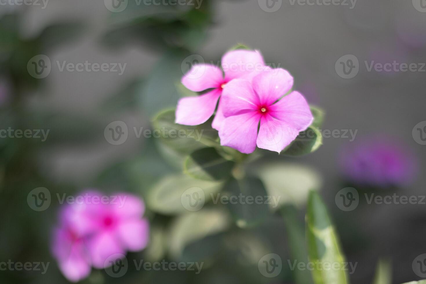 Geranium flower, native UK plant geransium sylvaticum, close up of flowering specimen in spring photo