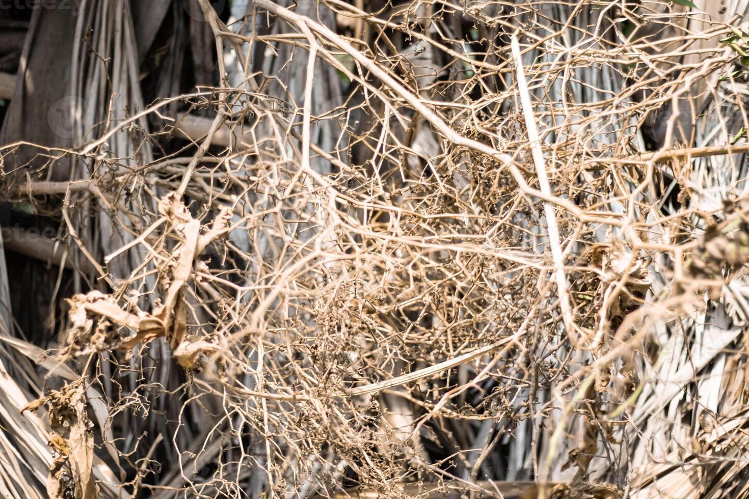 Dry twigs in a pile in the park in late autumn. photo