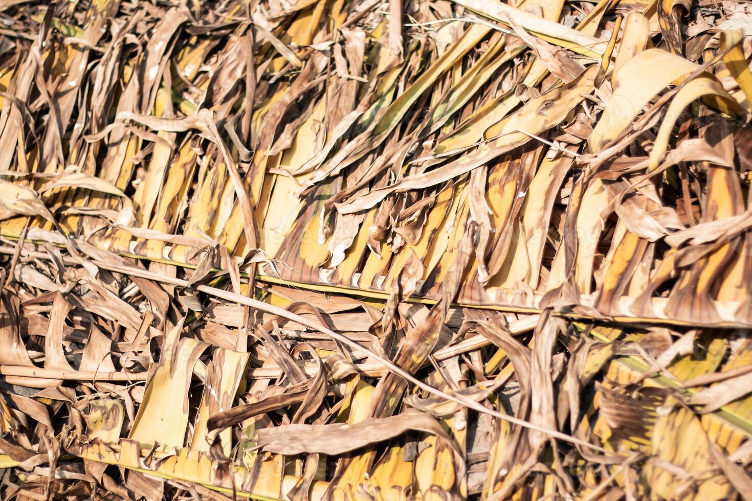 Background of yellow dry banana leaves photo