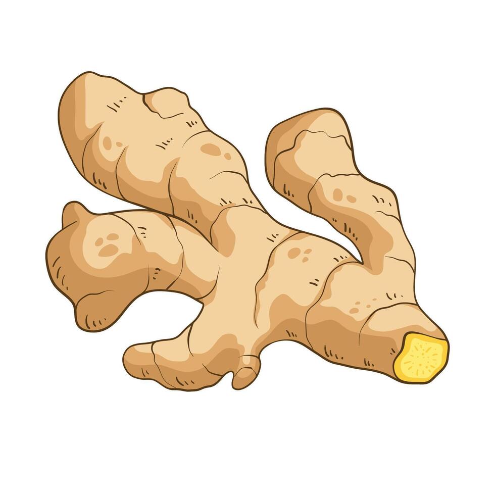 Ginger root, colorful illustration vector