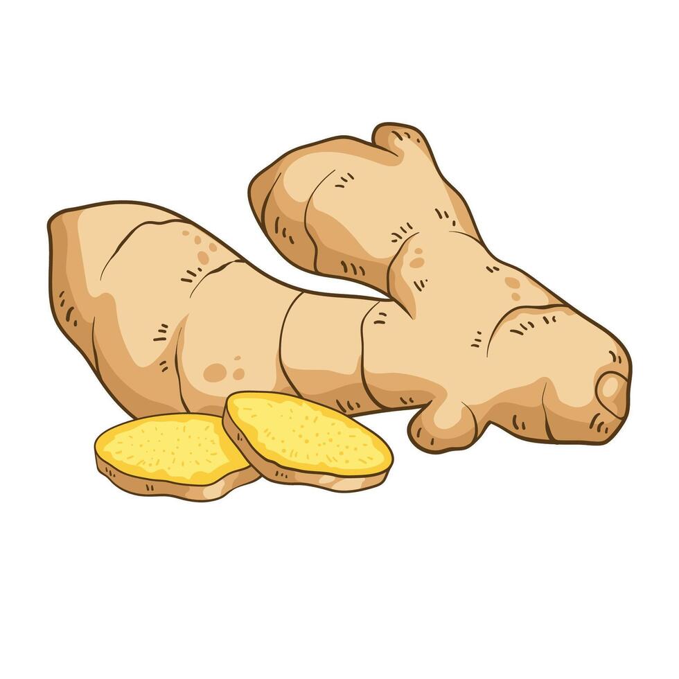 Fresh ginger root and sliced pieces, colorful illustration vector