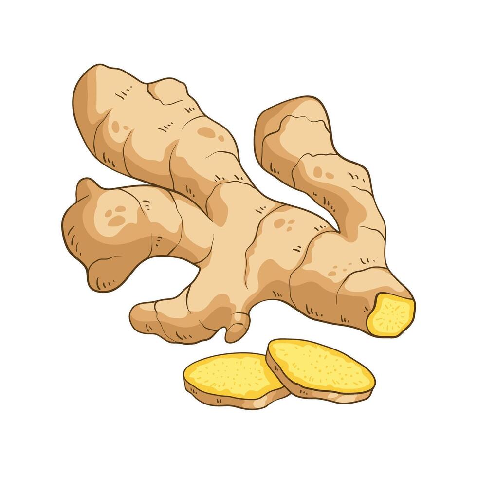 Fresh ginger root and sliced pieces, colorful illustration isolated on white vector