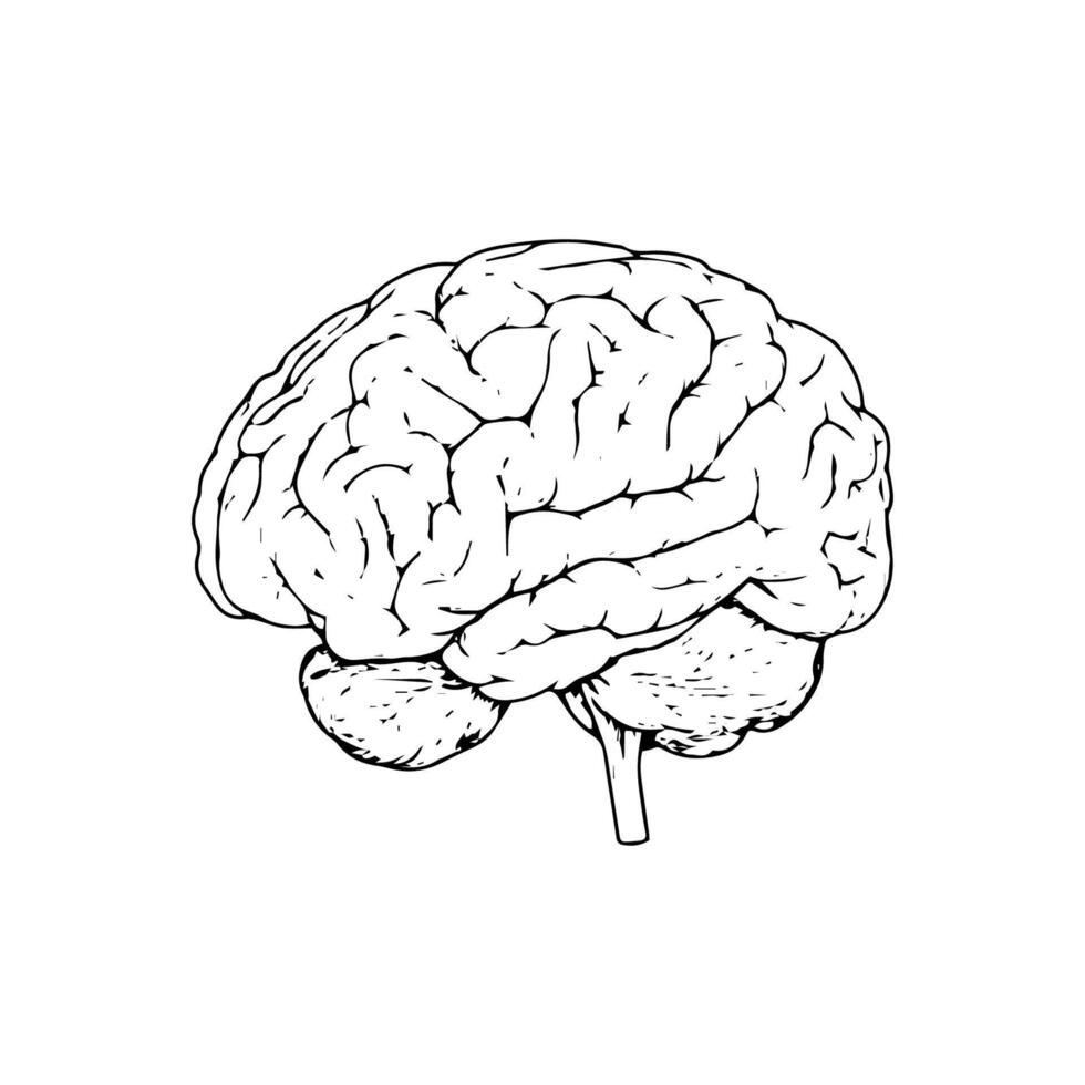 A drawing of a human brain vector