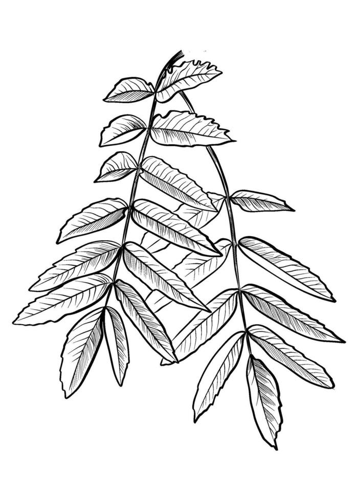 black and white hand drawing of a rowan tree branch vector