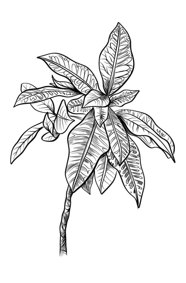 hand drawing of a croton plant vector