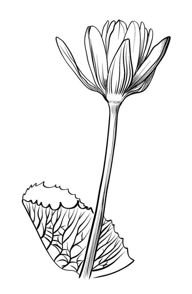black and white hand-drawn drawing of a lotus flower with a leaf vector