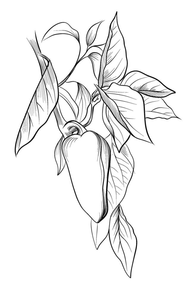 drawing of a pepper hand with leaves illustration vector