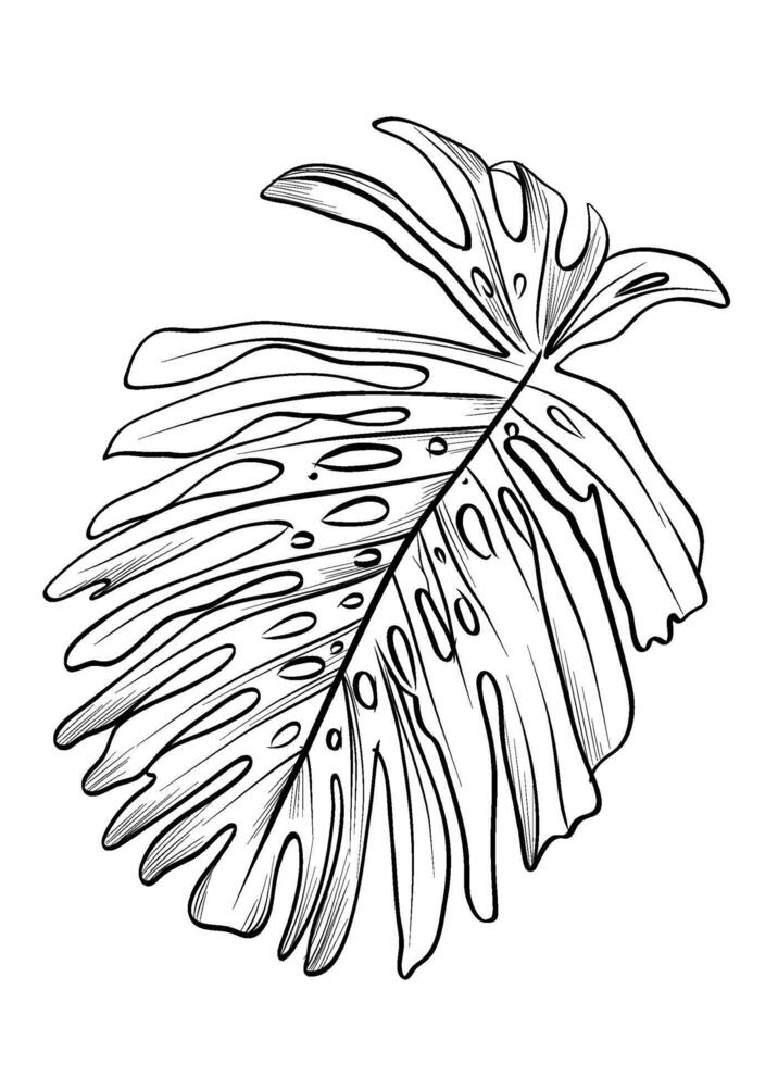 black and white hand-drawn drawing of a Monstera plant leaf vector