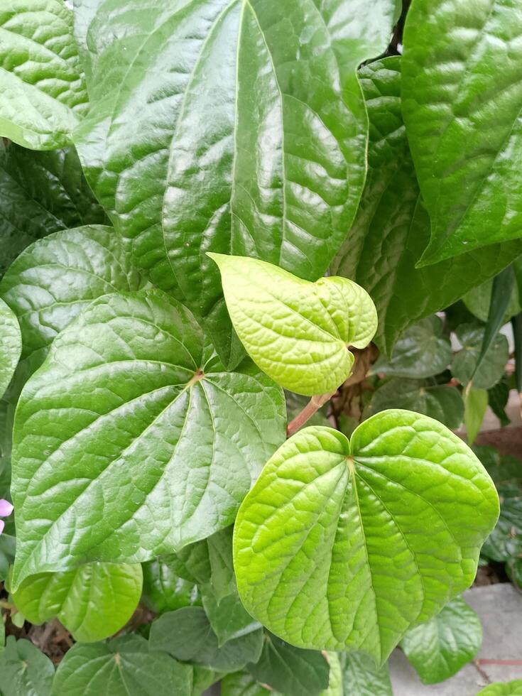 Betel leaves Close up photo