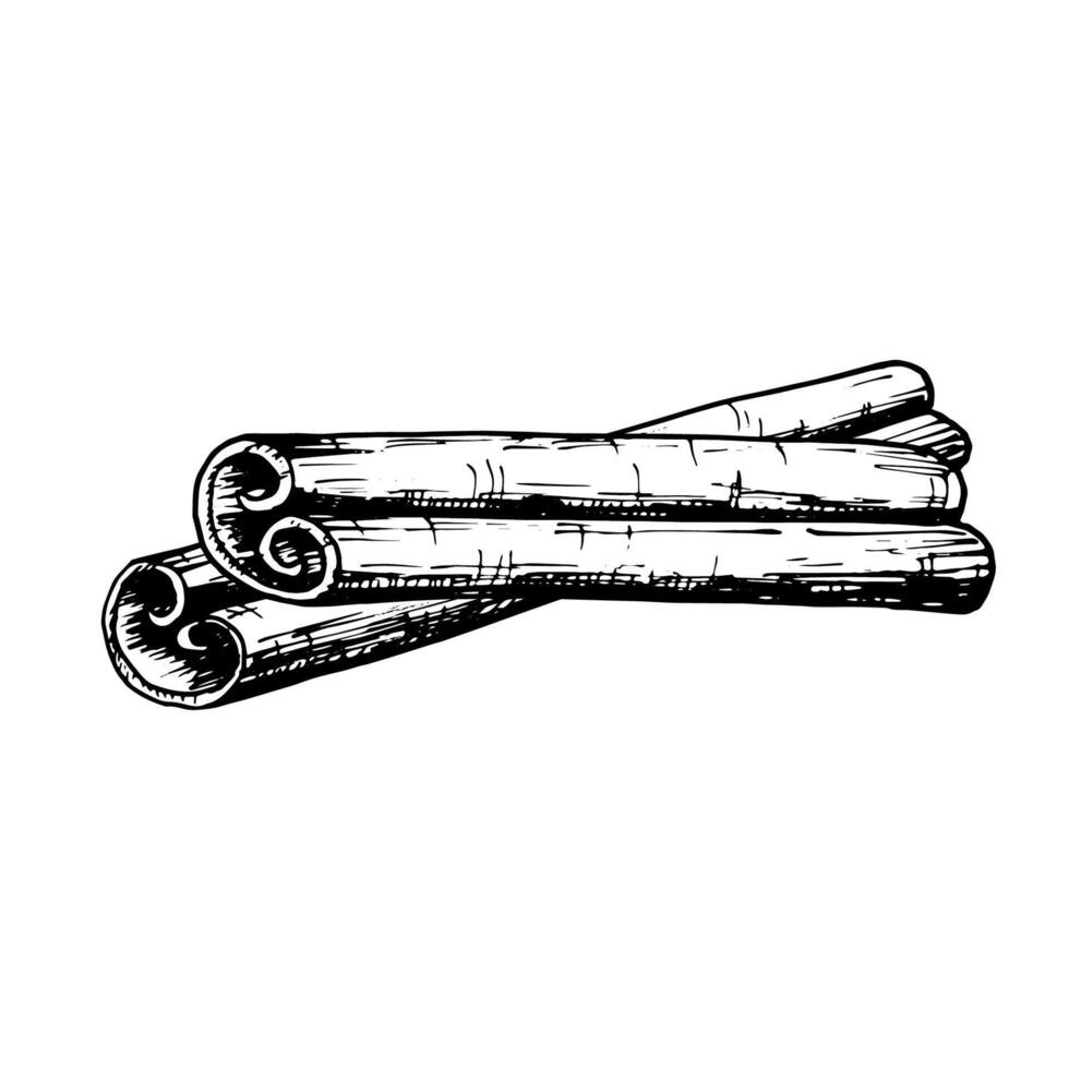 Hand drawn illustration of crossed cinnamon sticks in detailed black and white line art. Perfect for use in Christmas holiday, culinary and aromatic themed designs, packaging, creative projects vector